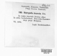 Image of Diatrypella decorata